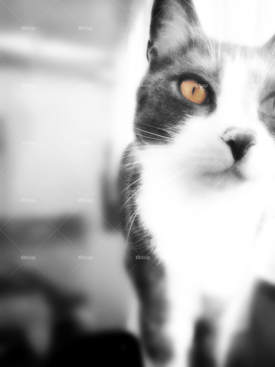 Grey cat yellow eye
