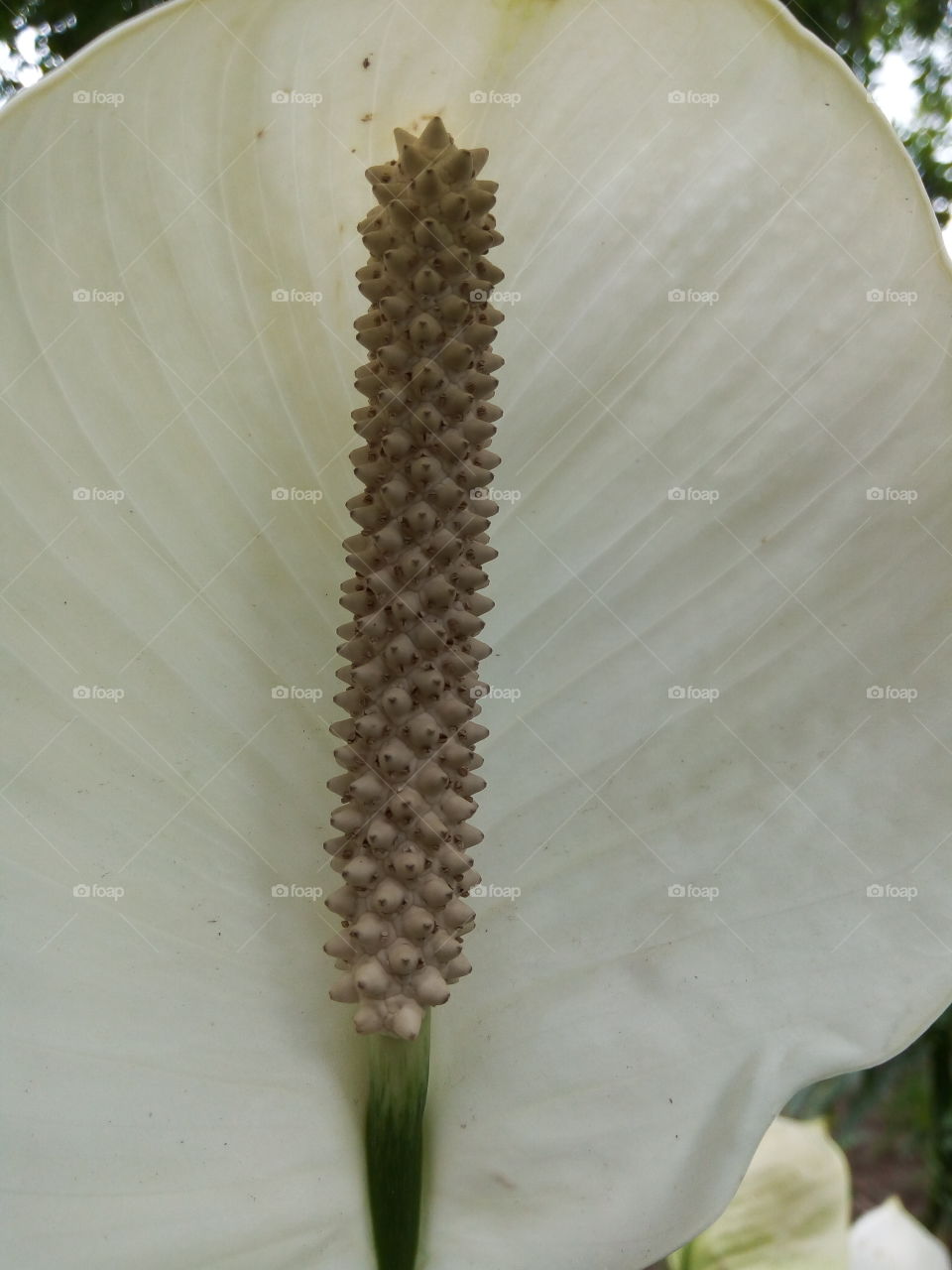 Flower, No Person, Nature, Summer, Flora