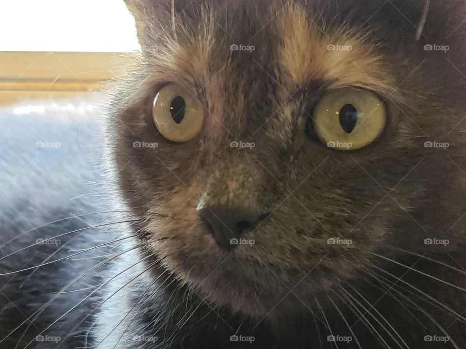 Beautiful kitty has beautiful eyes