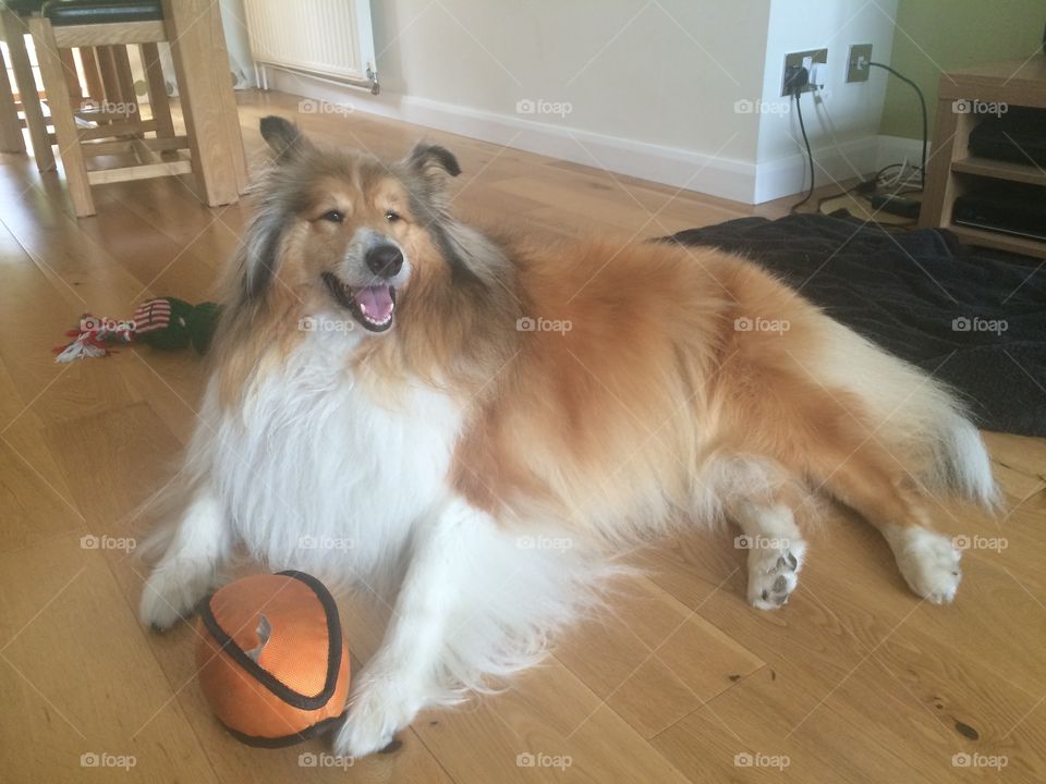 Rough collie with ball