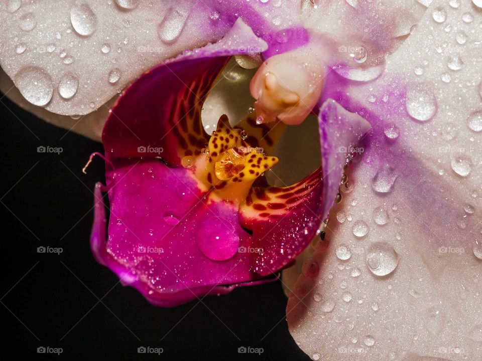 Orchid with drops