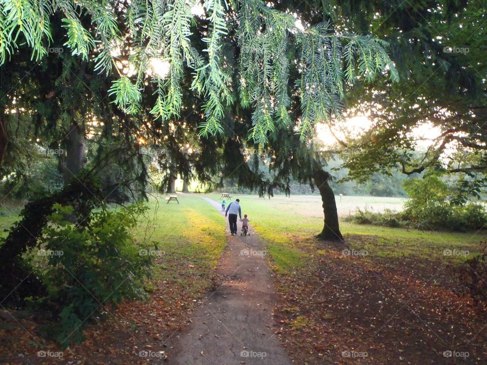 Flashed trees in front of sunset