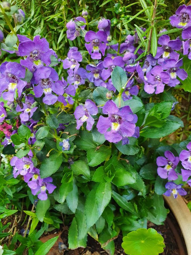 colorful flowers
