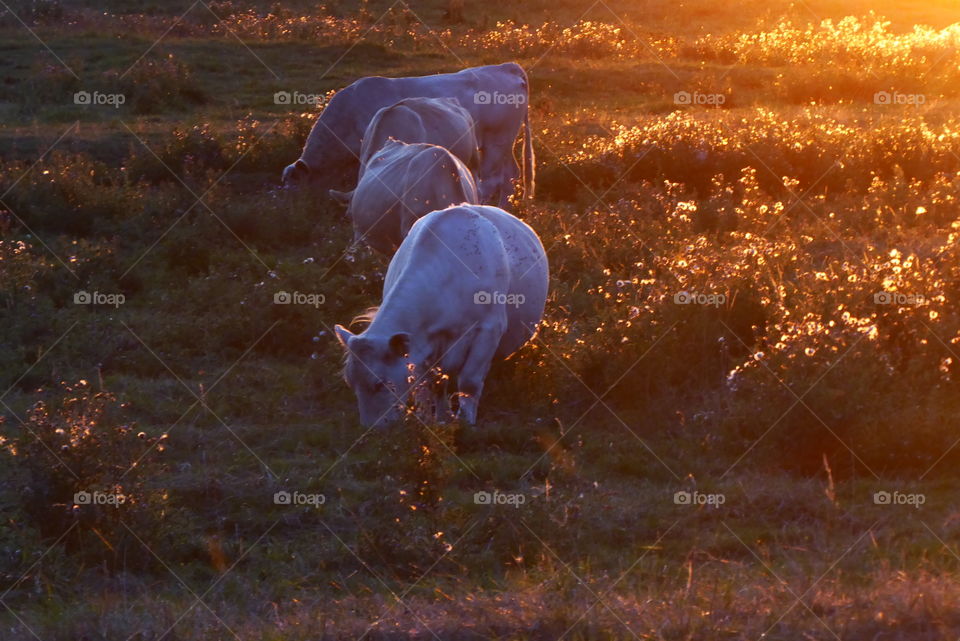 peacefully grazing cows in the light of the sun at sunset