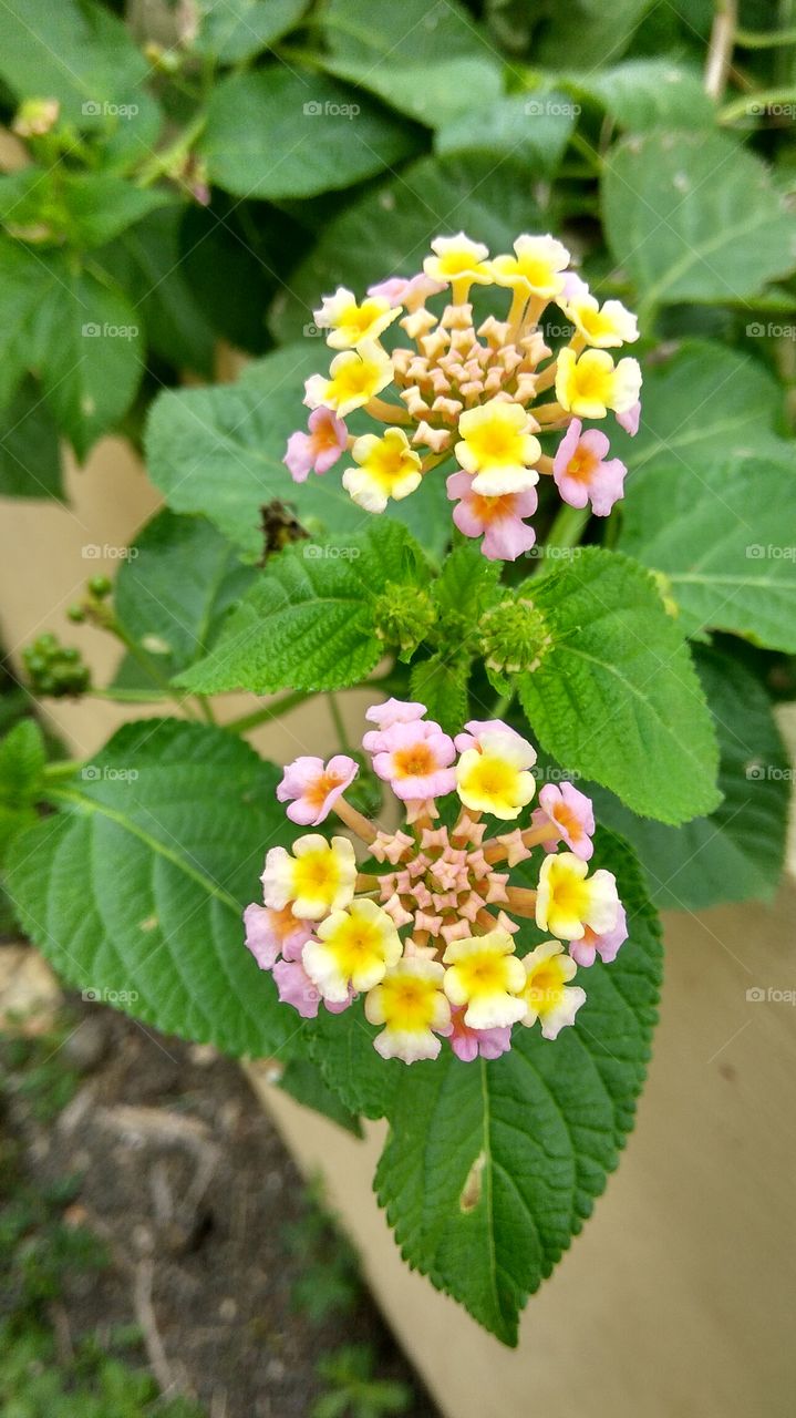 colourful small flowers