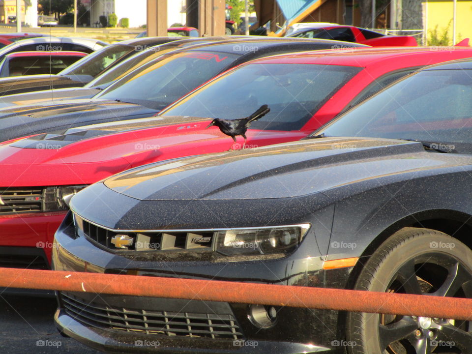 Get off the cars asshole 