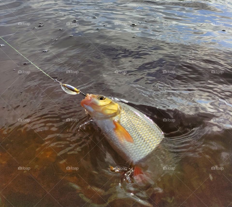 I think it’s the best outdoor activity ever. Both adults and children like it. There are many reasons why fishing has become so popular. First of all, it’s a great pleasure when you make an effort and catch a big fish. Secondly, fishing is useful for