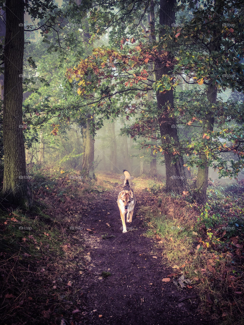 Foggy autumn day 