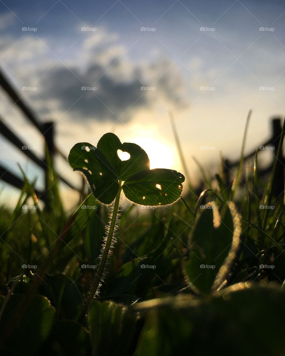 Close up A clover