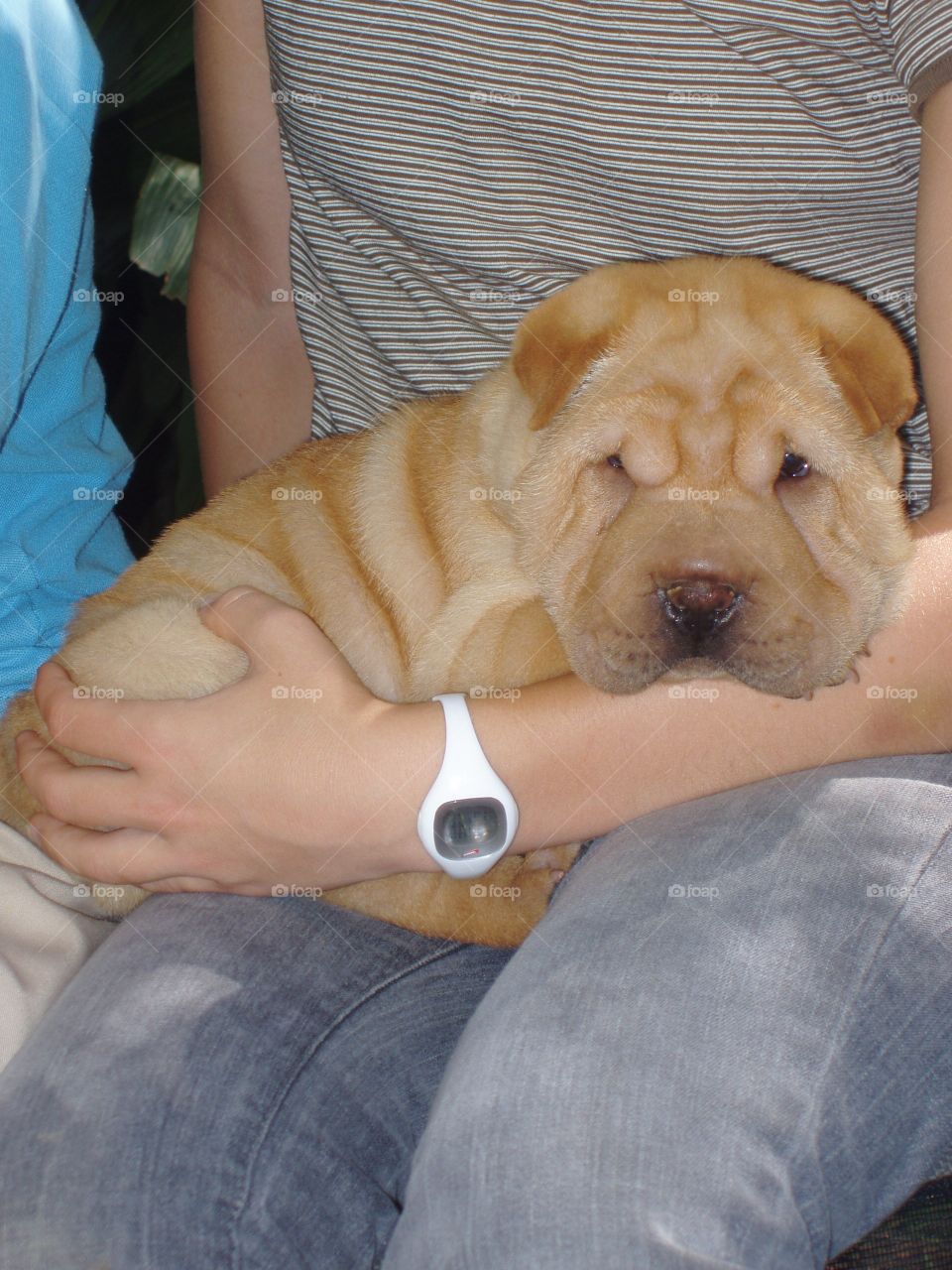 Sharpei puppy