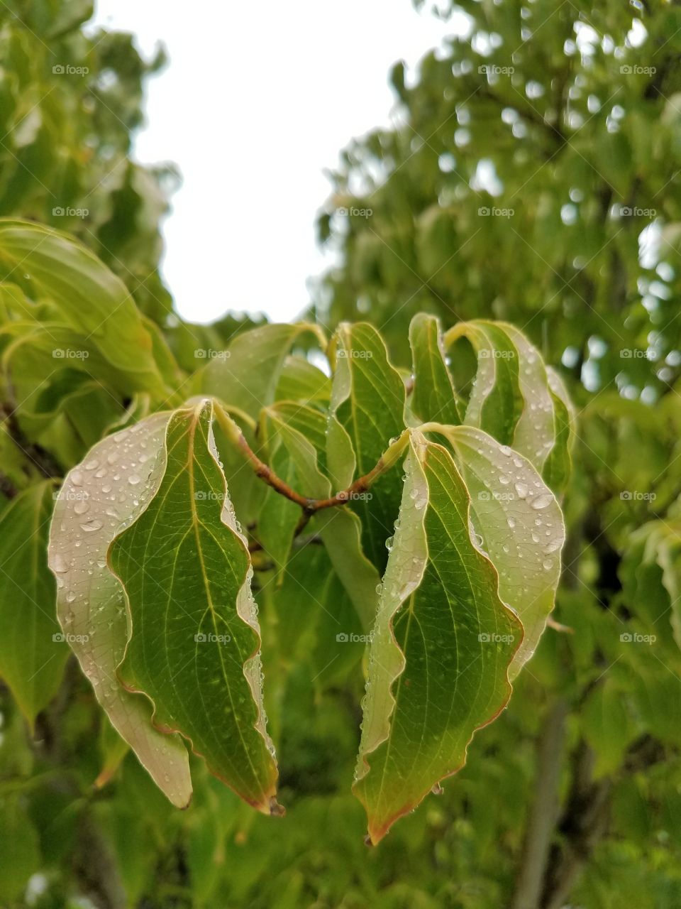 God blessed with rain