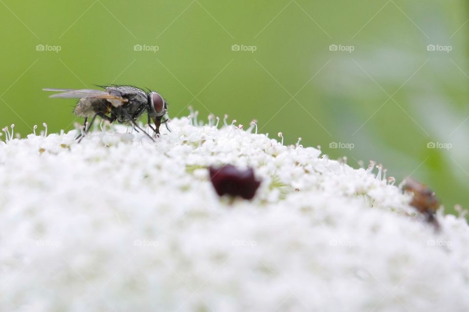 Fly Feeding On Flower