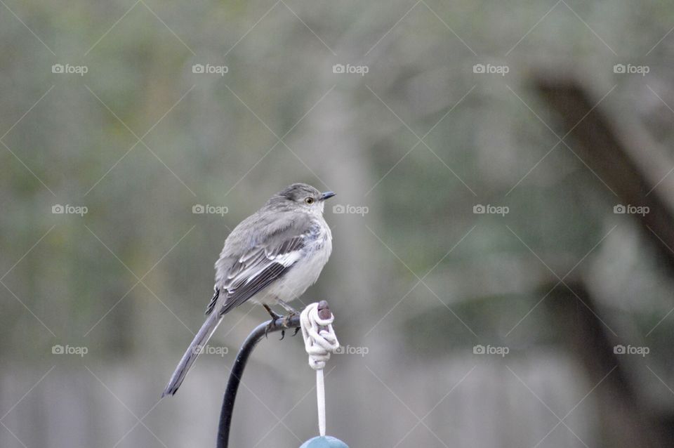 Mockingbird perched on top of a feeder 