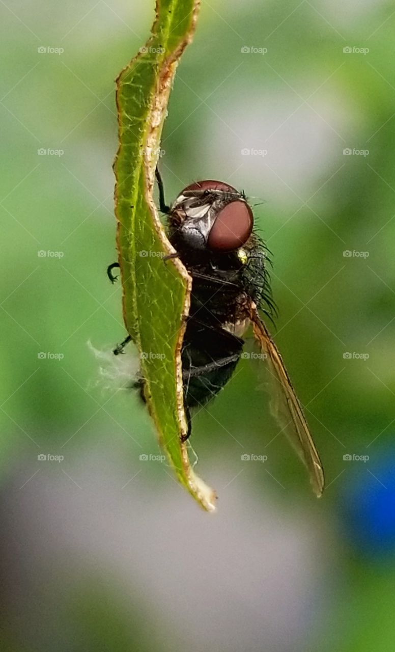 Fly on a leaf