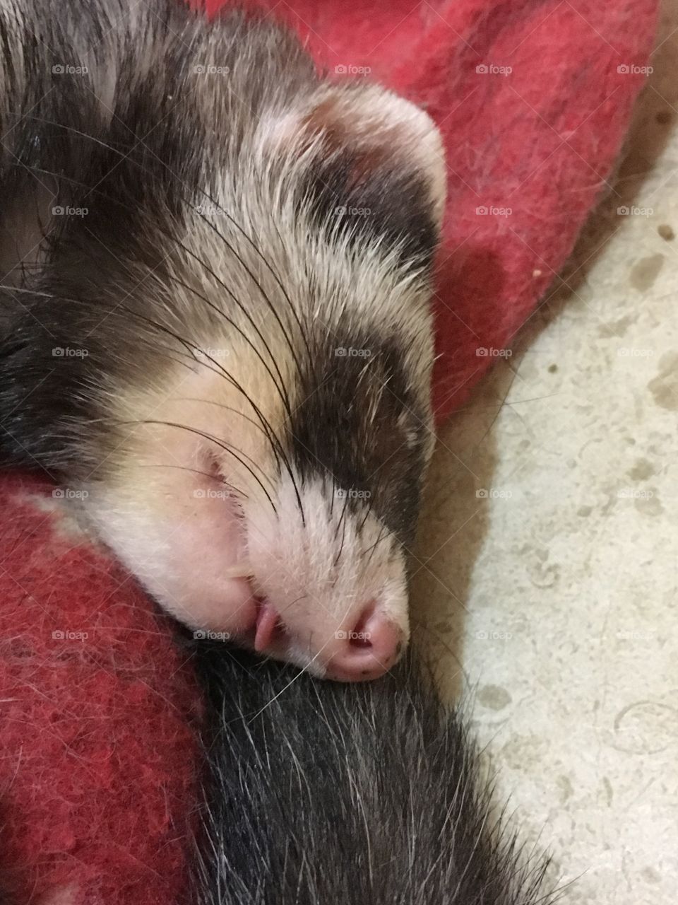 Sleepy ferret