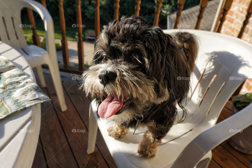 High angle view of dog on chair