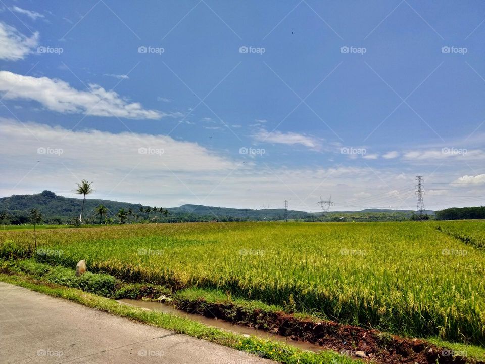 Beautiful view of the rice fields during the day