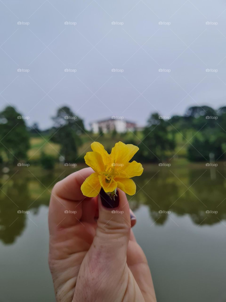 Yellow flower