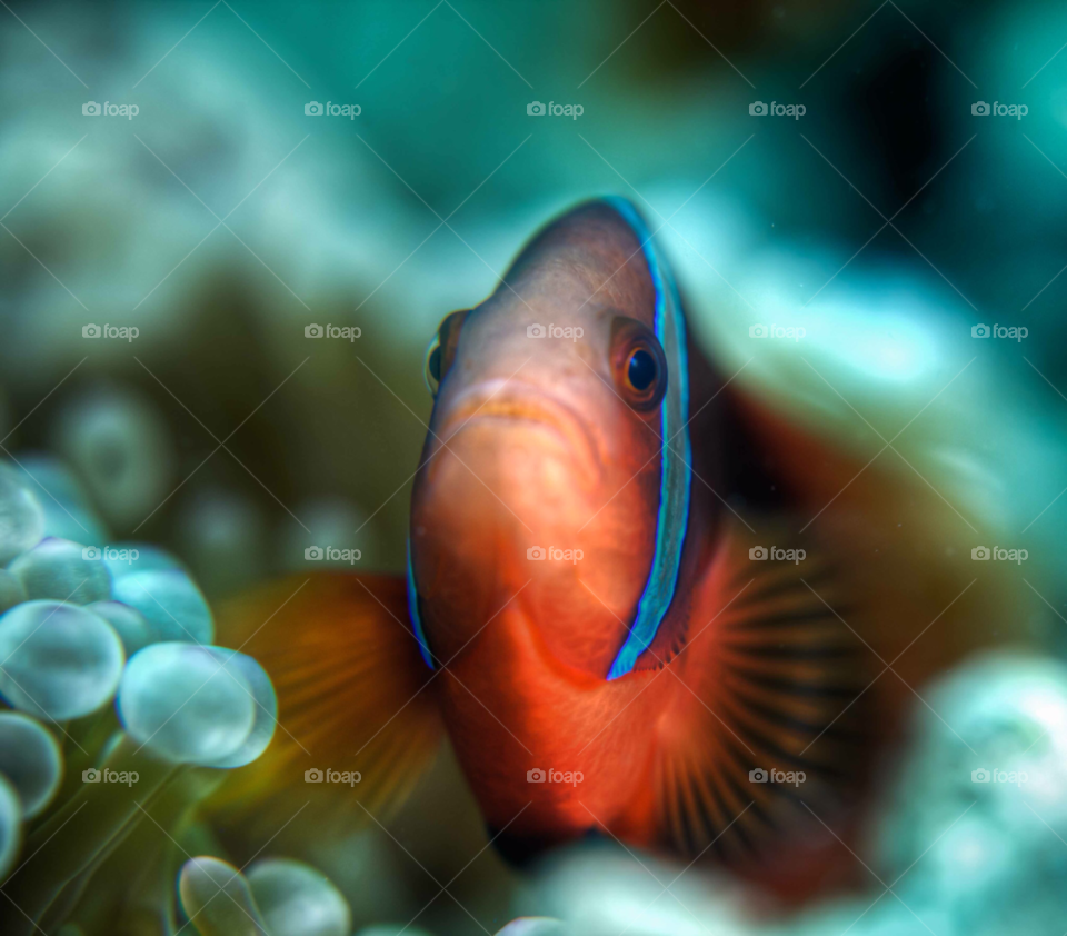 macro orange fish sad by paulcowell