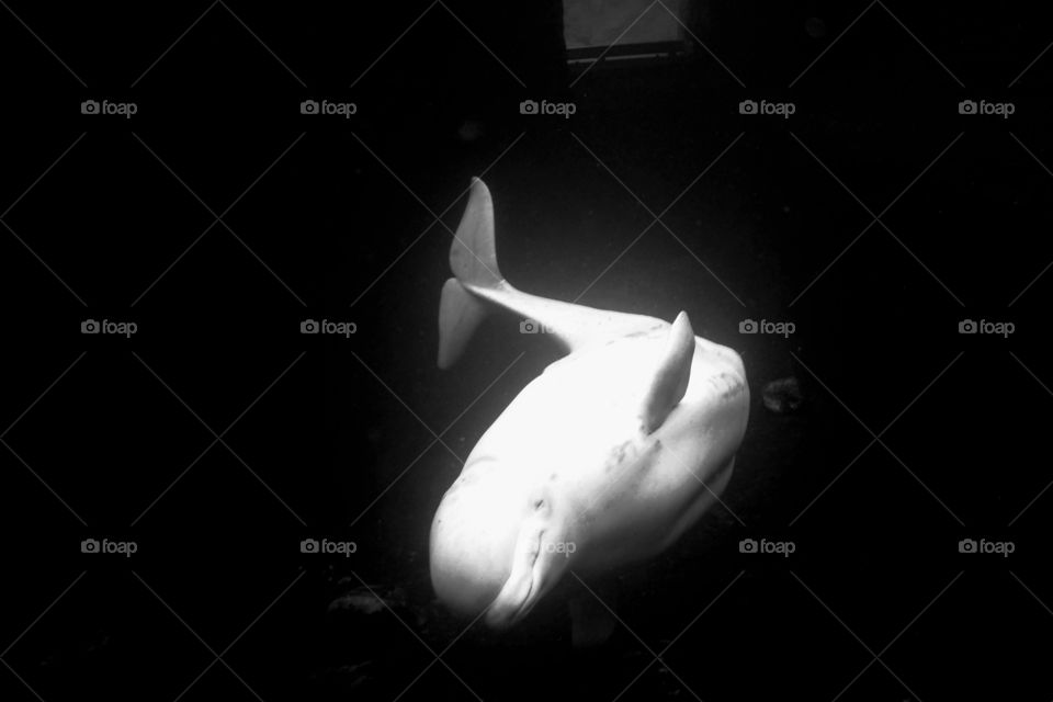 Beluga whale at the aquarium