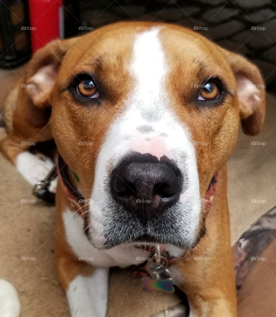 A Beautiful Brown And White Dog With An Intense Stare