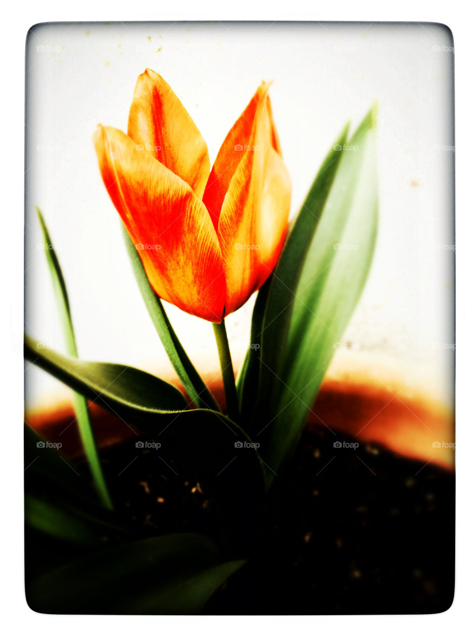 naranja tulipán orange tulip by iC