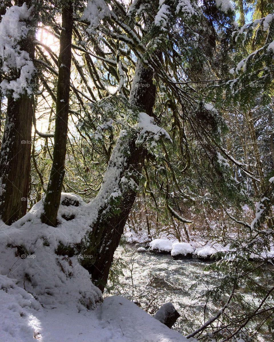West coast rainforest meets a snow day!