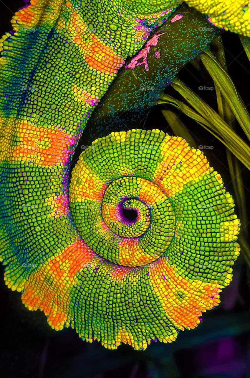 The curled up tail of a chameleon. Jazzed version.