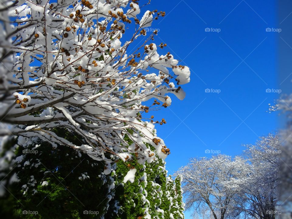 Scenic view of trees during winter