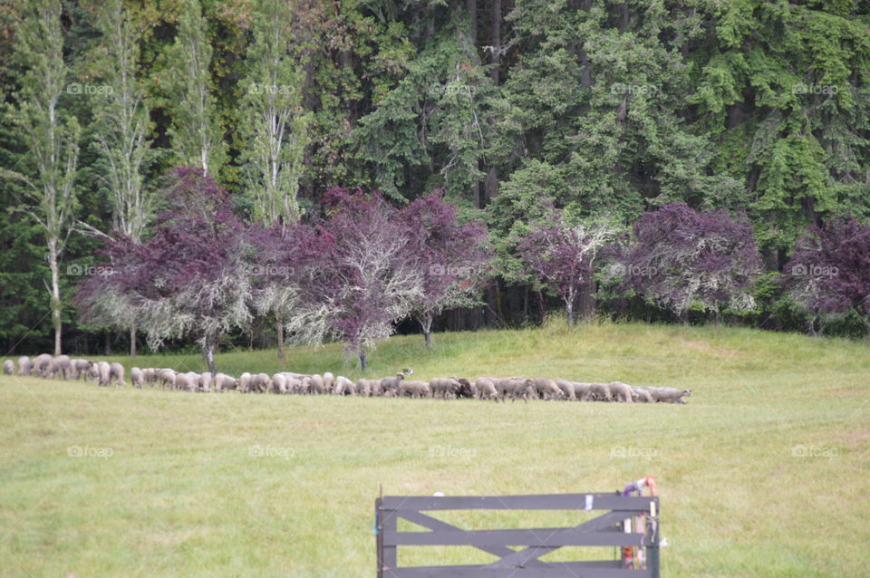 Vashon Sheep Dog Trials, Sheep are just grazing between Trials.. 