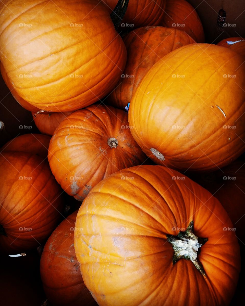 pumpkins!