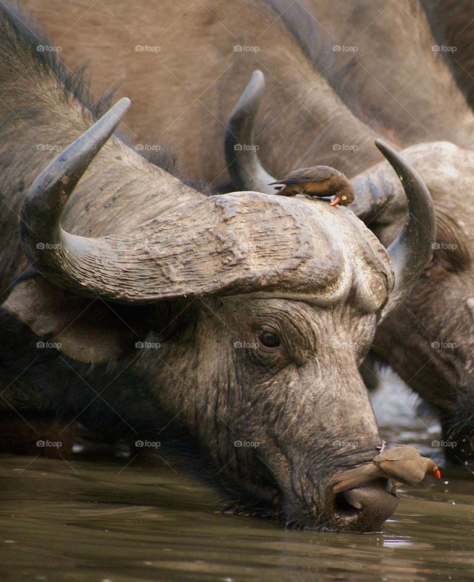 A buffalo drinking water at the water hole in Zimbabwe 