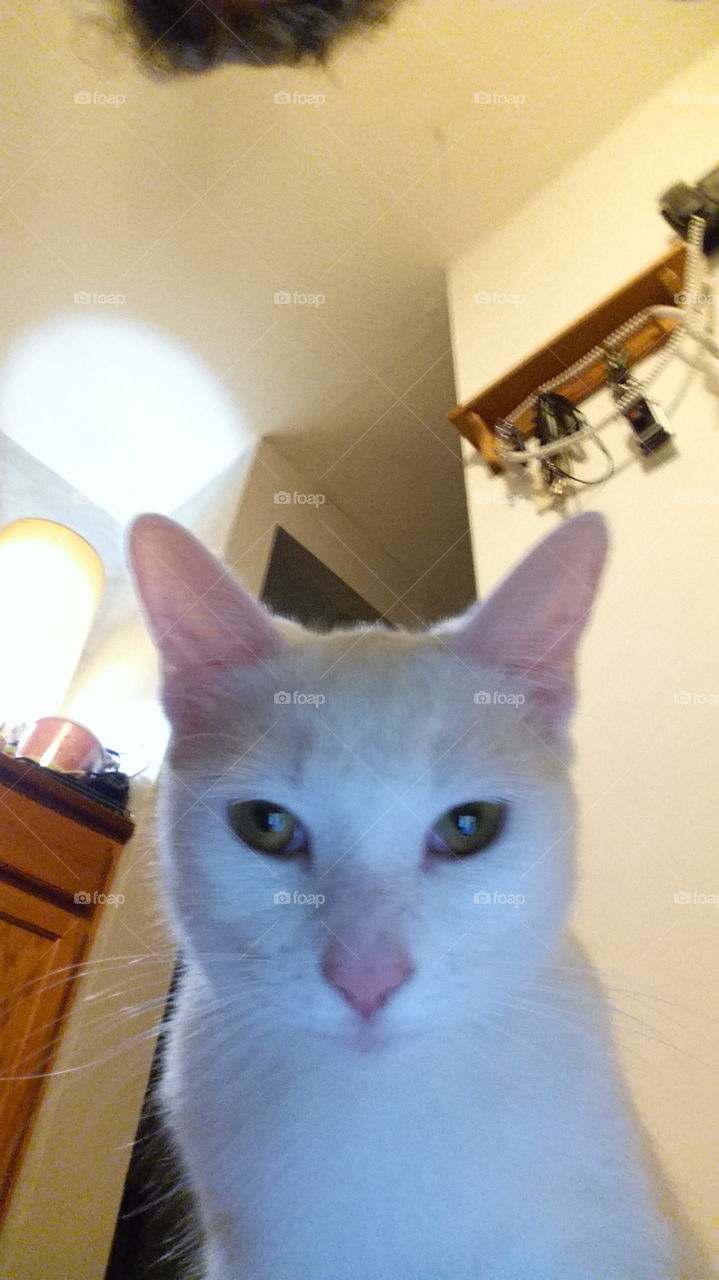 kitty selfie