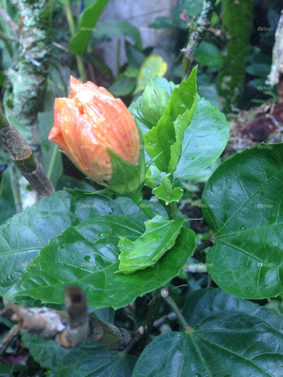 China rose bud