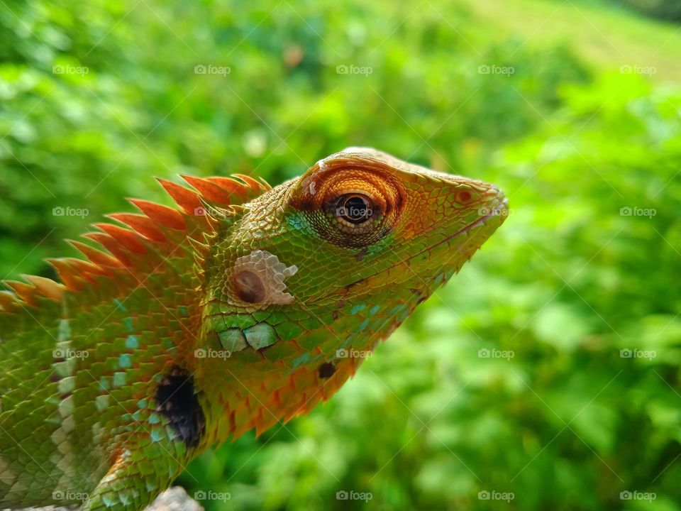 Nature is the Best Artist