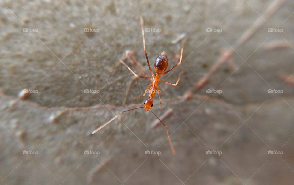RED ANT