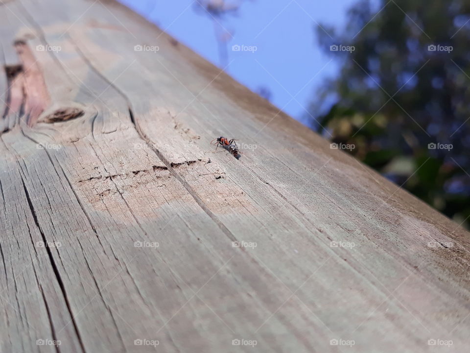 This is my first pic so plese help me