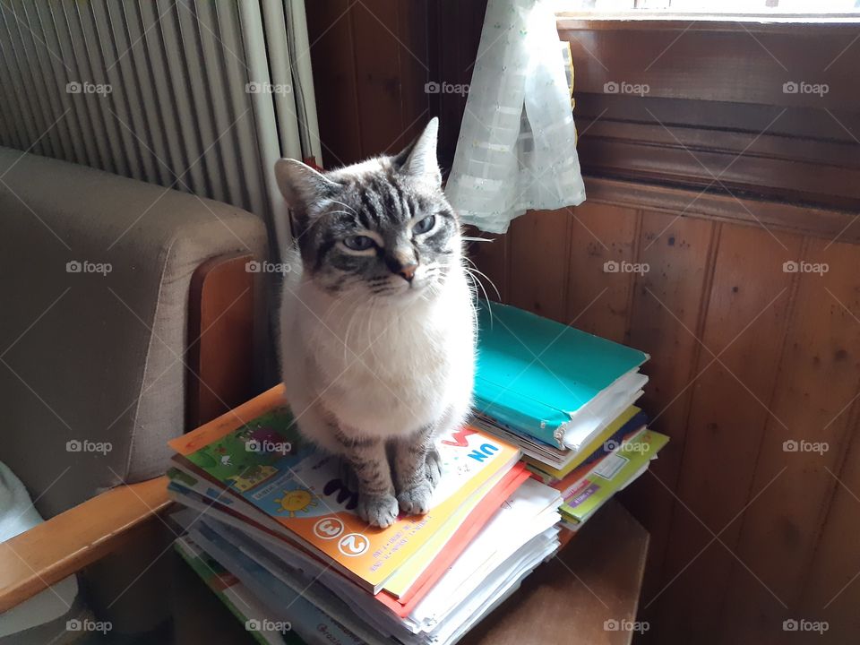 my cat sitting on the books