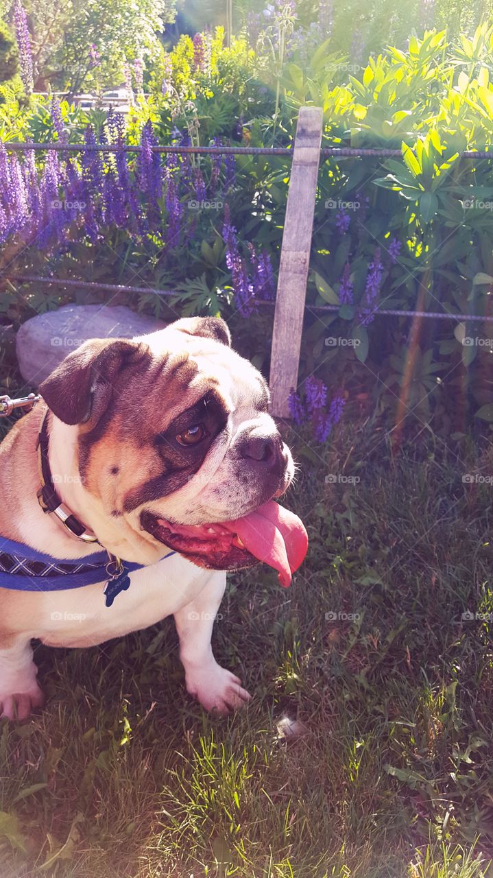 bulldog in the sunshine