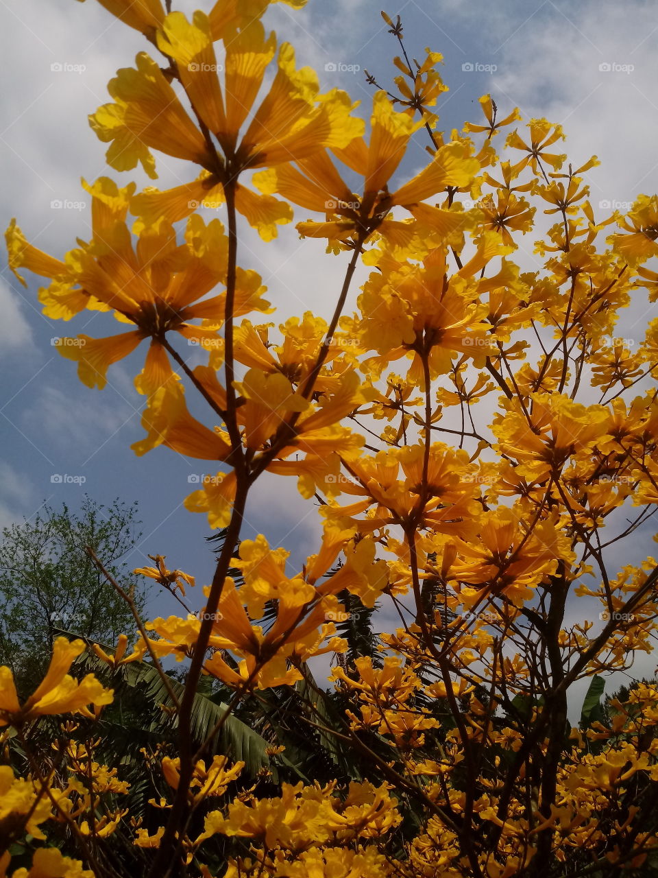PLANT GARDEN FLOWERS BOTANICAL ENVIRONMENT Handroanthus albus