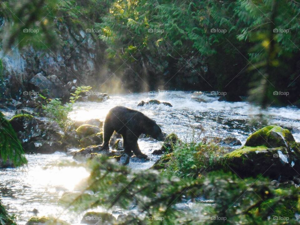 Early morning fishing. I was fishing at a remote spot in Alaska (Karta River on Prince of Whales Island) & was startled by this big black bear