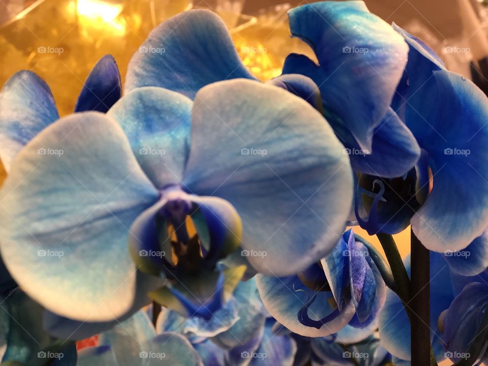 Blue orchid