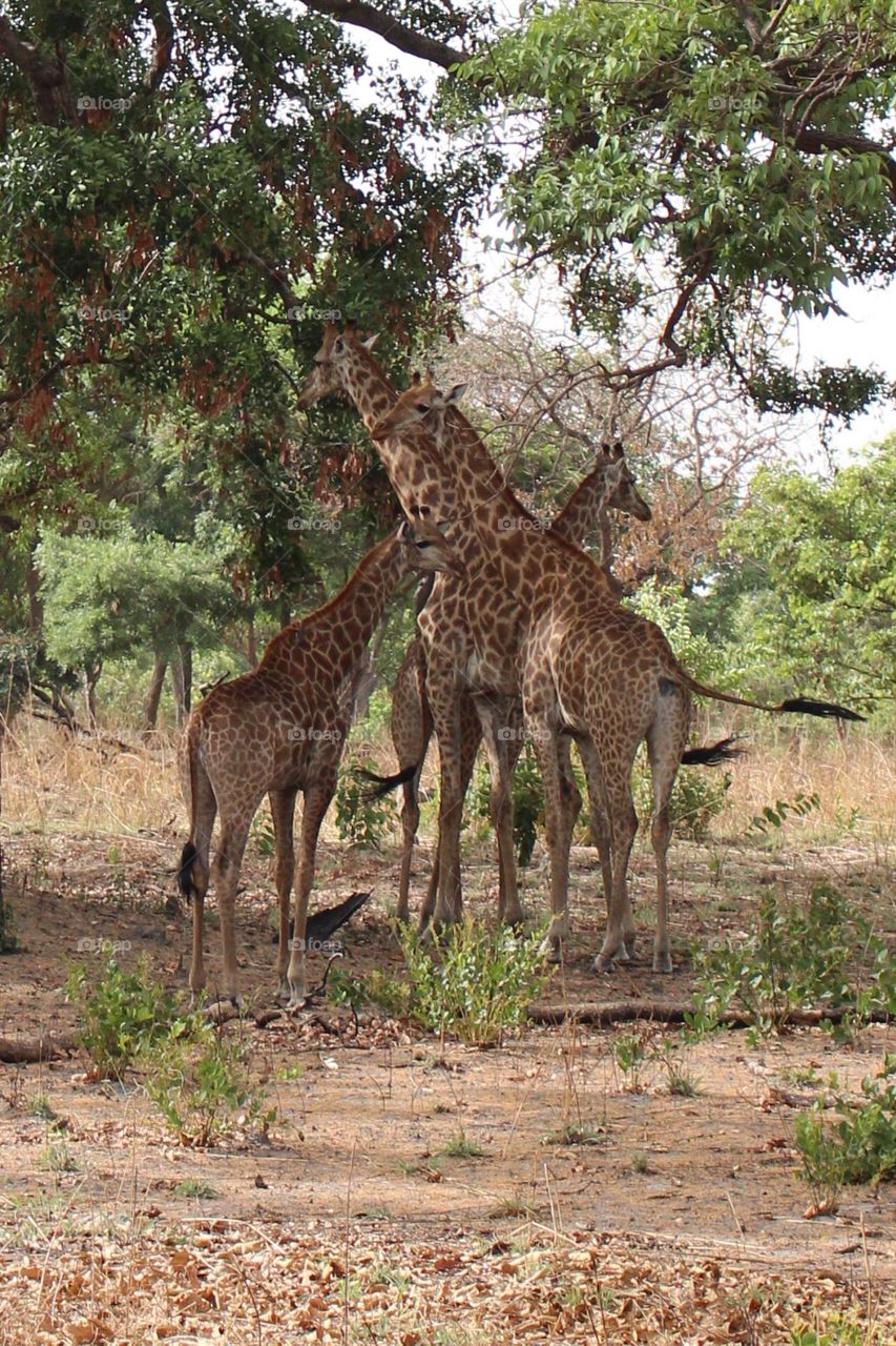 Giraffes pausing under tree on a hot day 