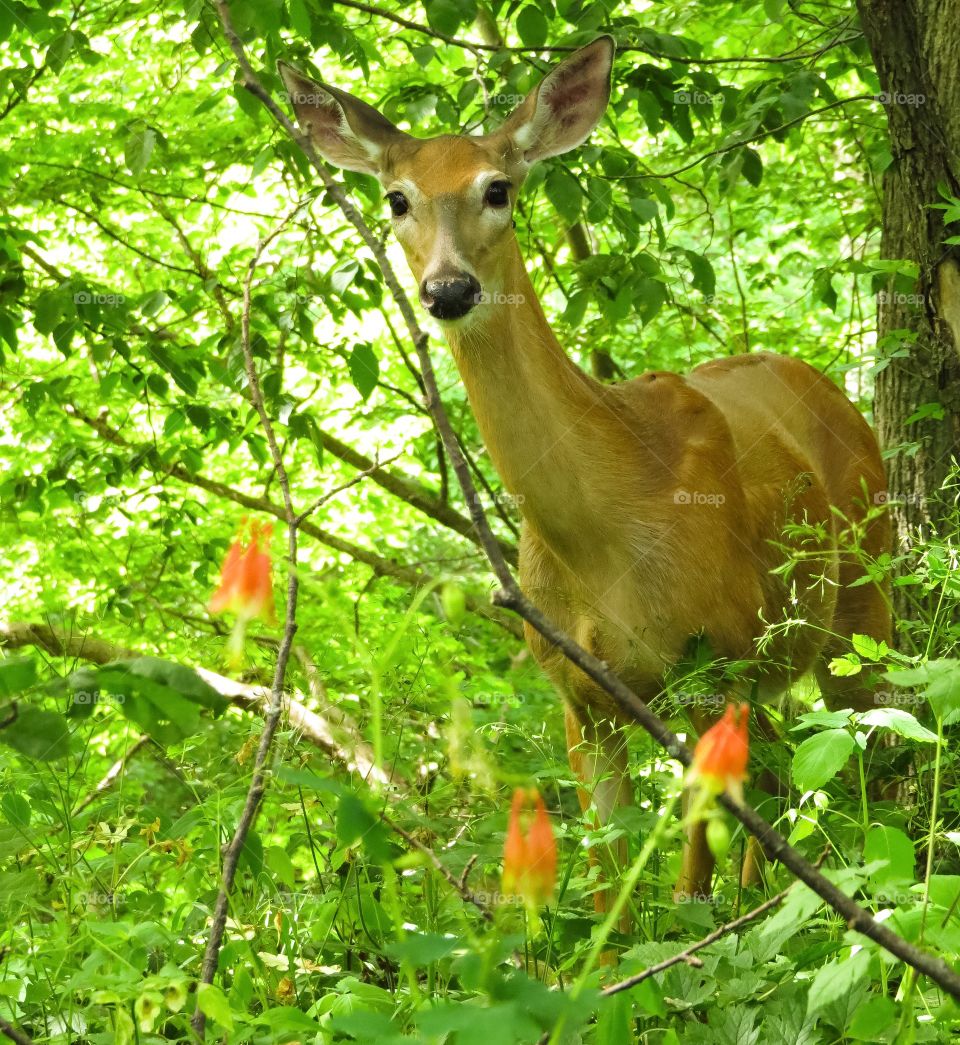 Deer in the Wood