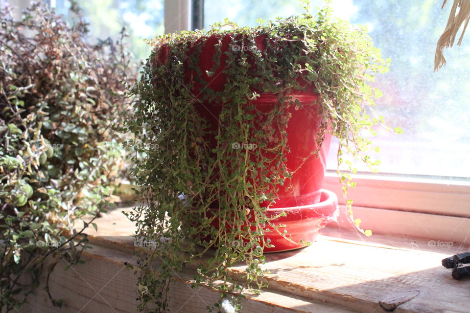 green hanging plant with red pot