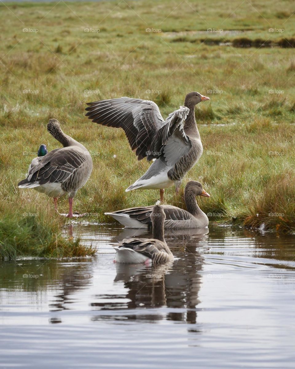 Greylag geese