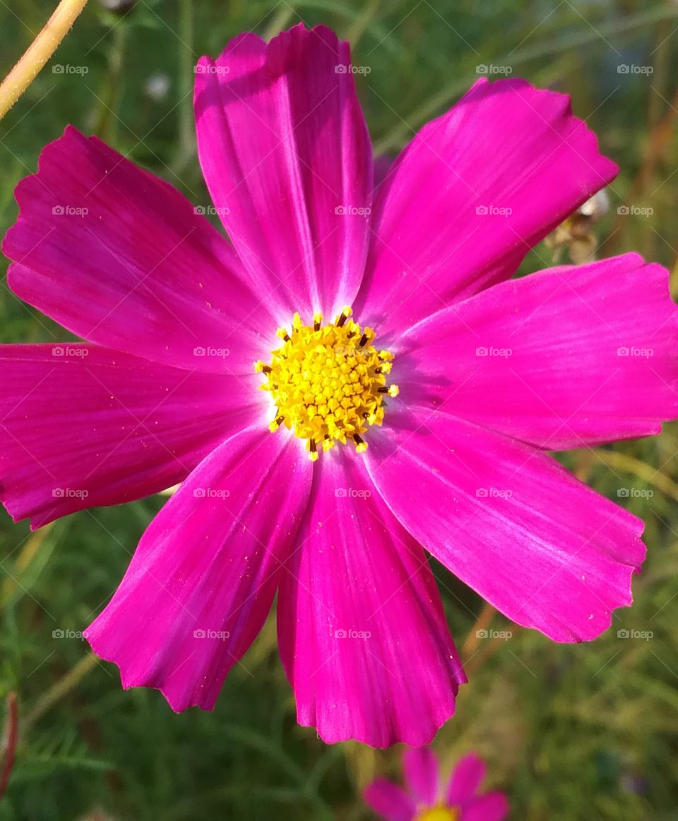 Flower in pink color 5