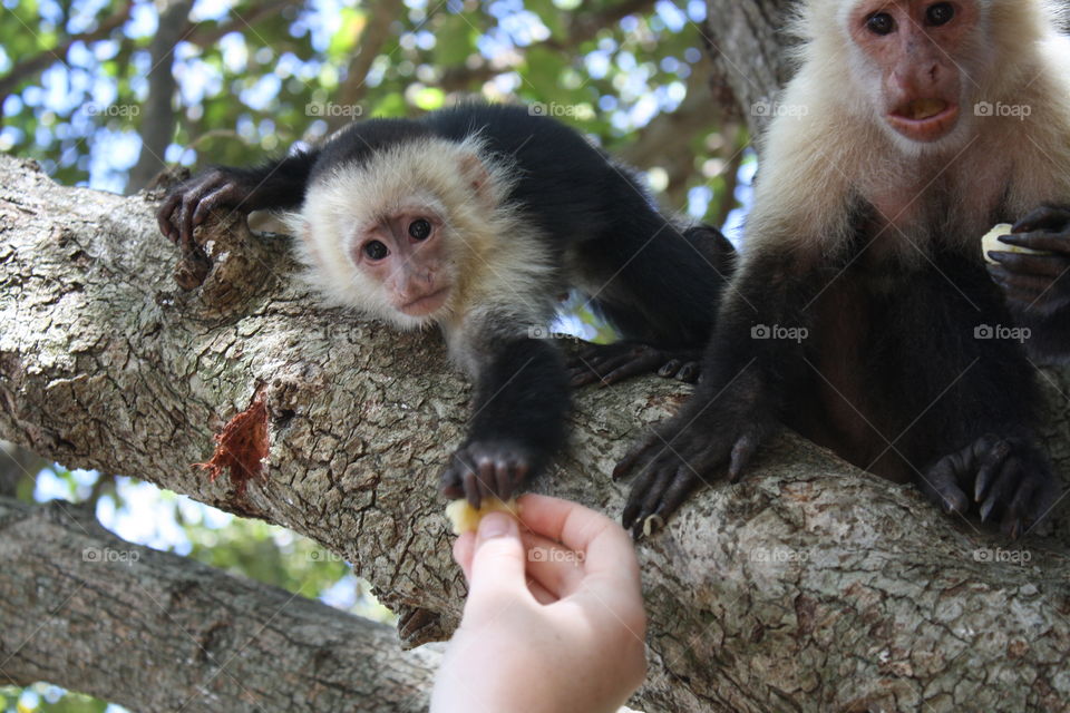 Beautiful wild monkeys in Costa Rica