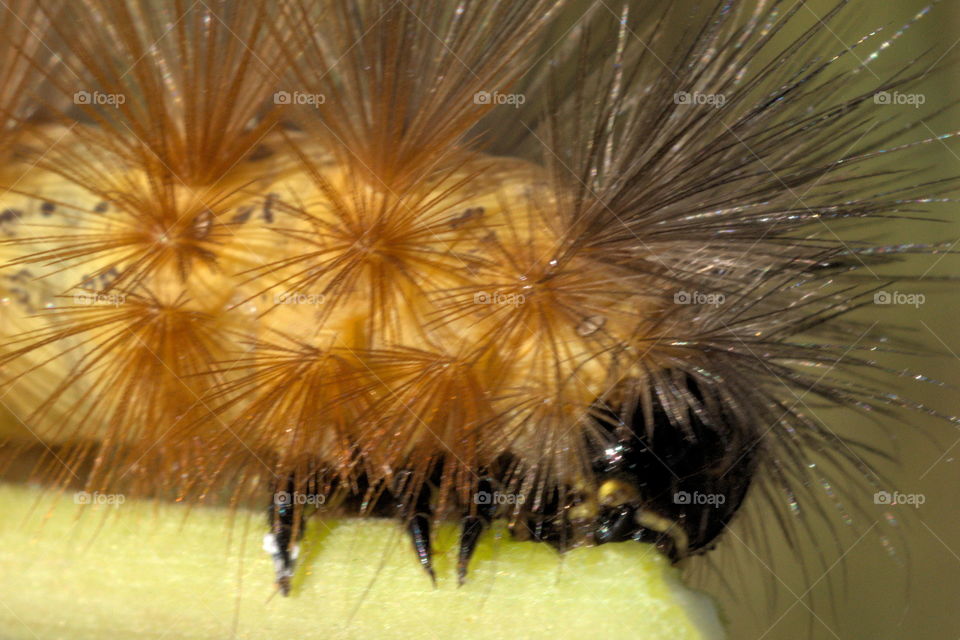 caterpillar orange hairy