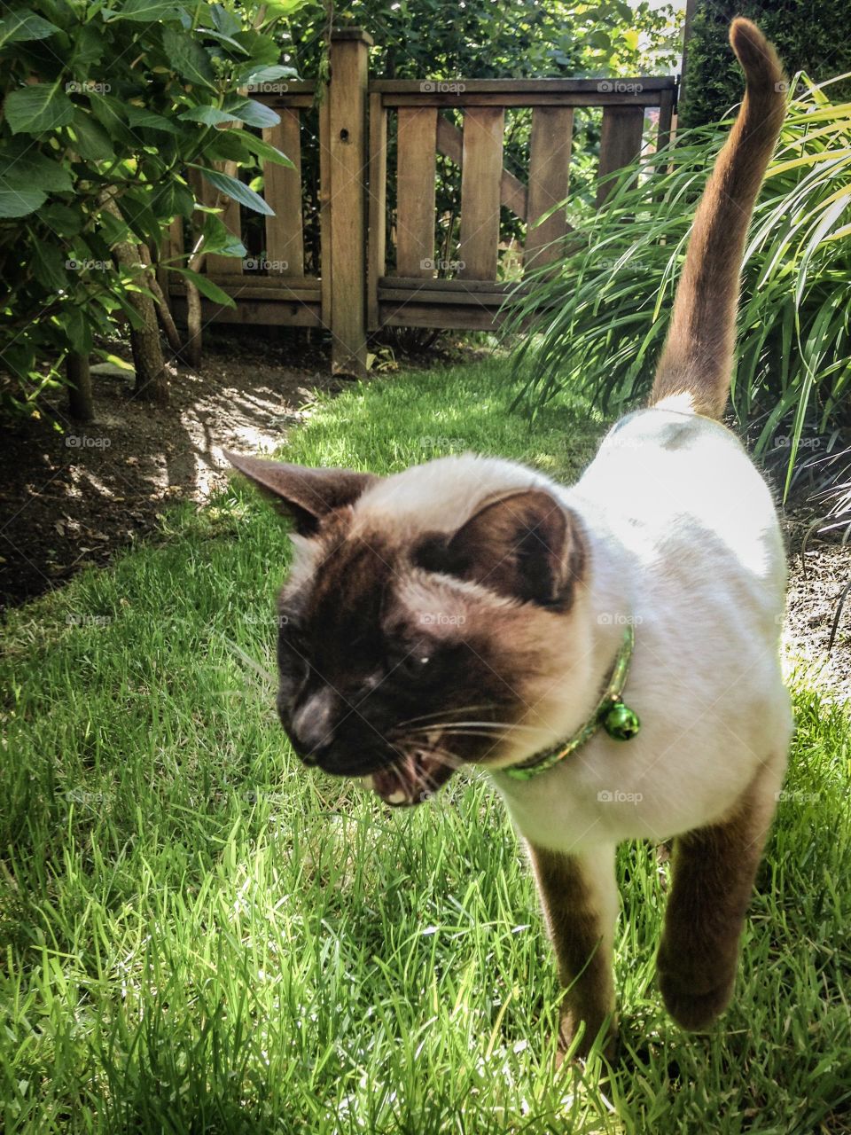 Looking for affection while describing her adventures 